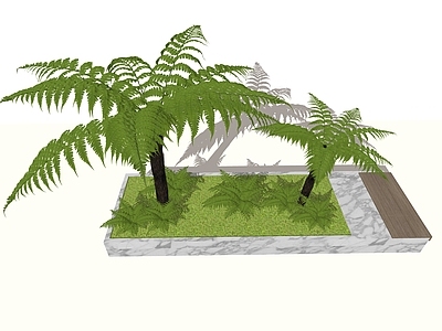 灌木 蕨类 蕨类植物 笔筒树 热带植物肾蕨