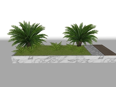 灌木 苏铁 热带植物 灌木 棕榈科植物
