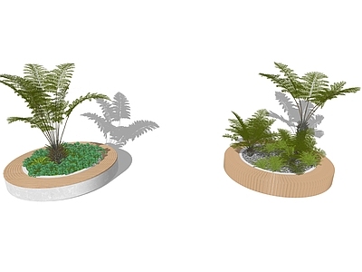灌木 树蕨类植物 热带植物