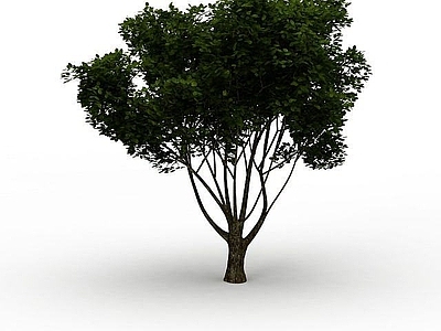 现代办公桌 桂花树
