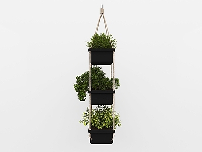 植物组合 吊篮绿植