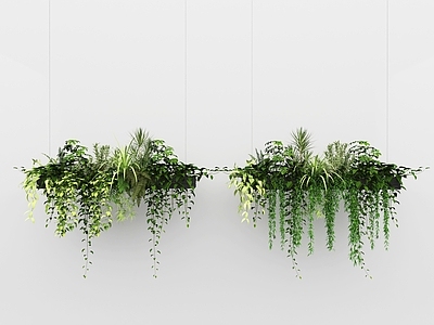 植物组合 吊篮绿植
