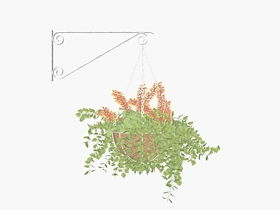 植物组合 吊篮绿植