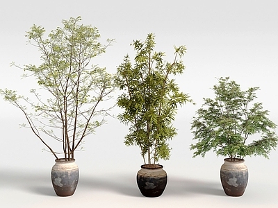 盆栽 绿植盆栽 盆景 竹子