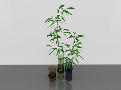 竹子 绿植摆件 盆栽竹子