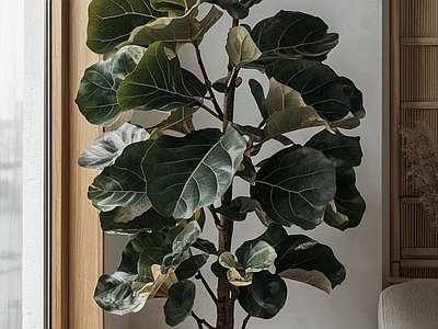 盆栽 侘寂风绿植盆栽