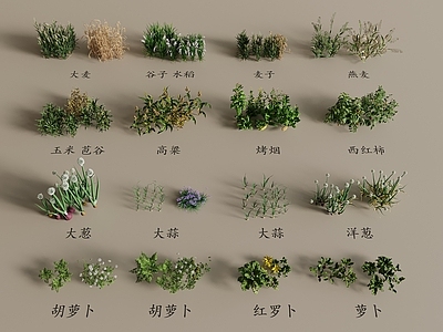 农作物 农作物 蔬菜 苗