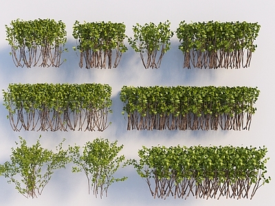 灌木 现代灌木组合 小叶女贞