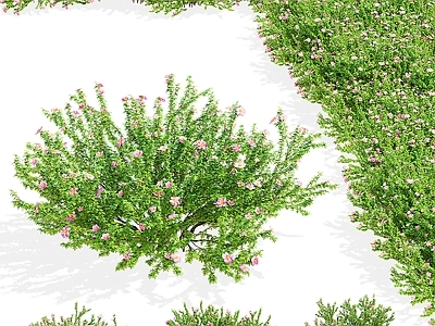 花 粉色灌木 粉色花