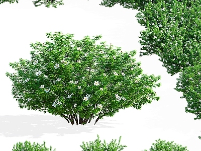 灌木 白色灌木 五叶草