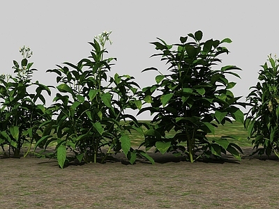 现代农业作物马铃薯