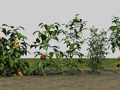现代农业作物西红柿