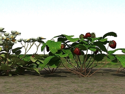 现代草莓植物