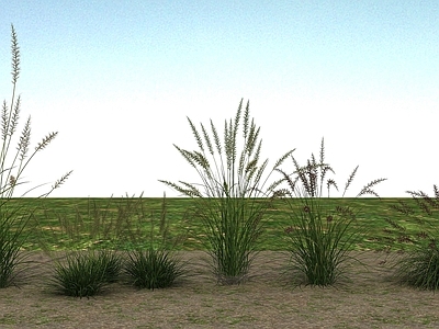 现代草本植物