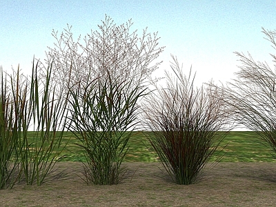 现代草本植物