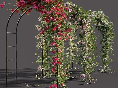 现代玫瑰花架藤蔓植物