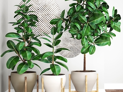 现代植物盆栽