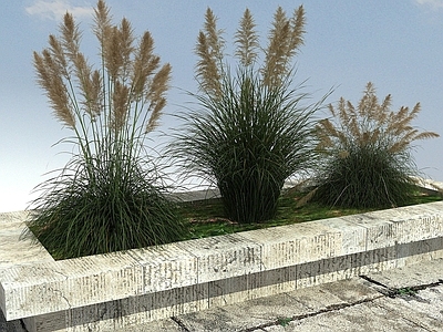 草本植物