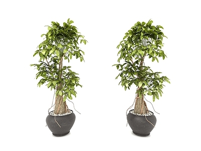 现代植物绿植盆栽