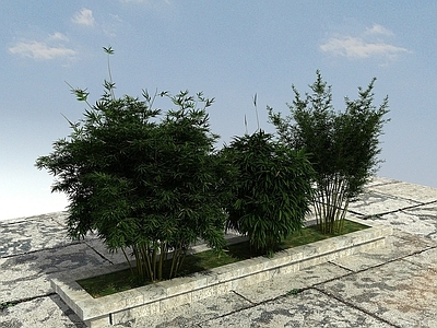 现代景观竹子植物