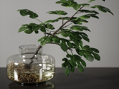 现代玻璃水生植物盆栽