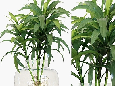 现代水生植物万年青