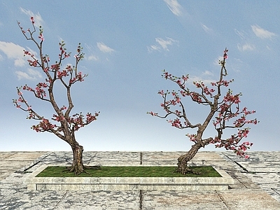 现代梅花