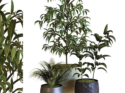 现代植物盆栽
