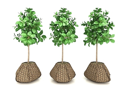 现代植物