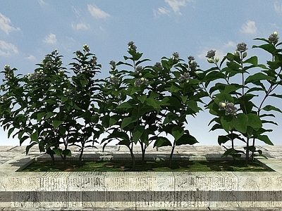 现代开花植物