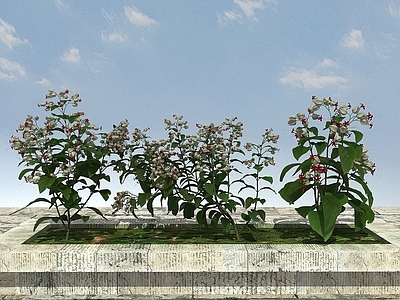 现代开花植物