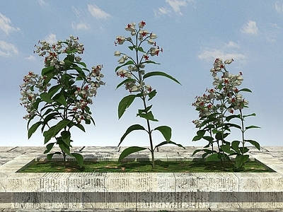 现代开花植物