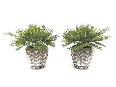现代植物