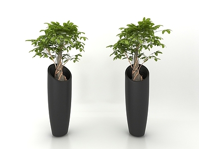 现代植物