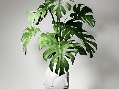 现代植物盆栽