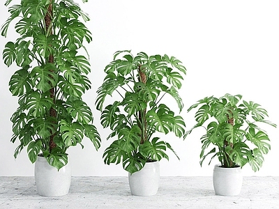 现代植物盆栽