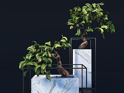 现代植物盆栽