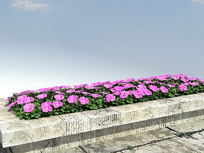 现代矮牵牛牵牛花