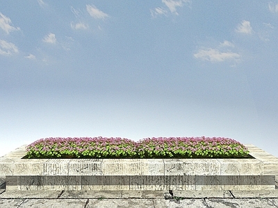 现代红花酢浆草