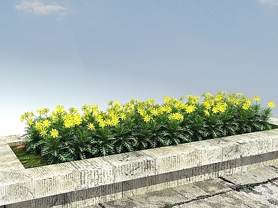 现代云南蓍草