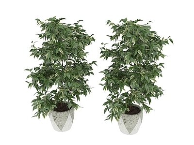盆栽 植物树