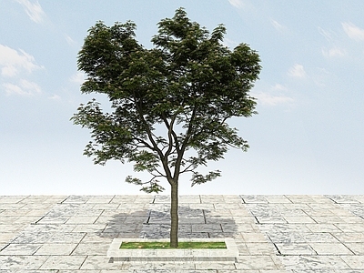 现代大树开花植物