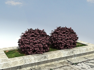 现代红花继木球