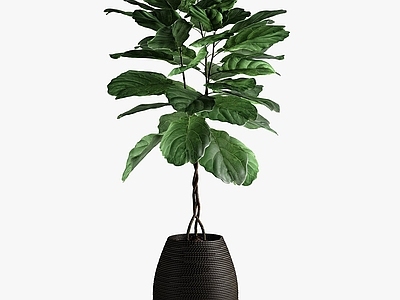 盆栽
