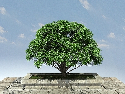 现代桂花小