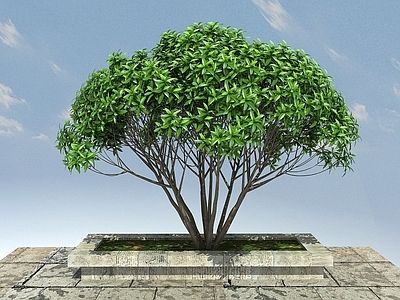 现代桂花小