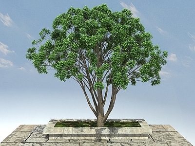 现代桂花景观植物