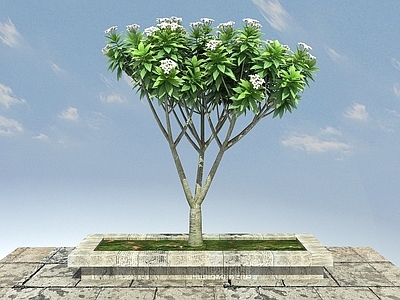 现代鸡蛋花景观植物