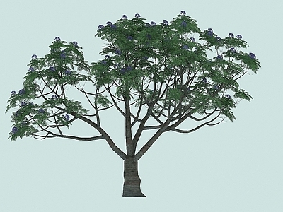 蓝花楹景观植物