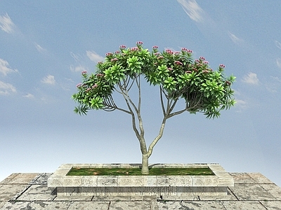 现代鸡蛋花
